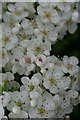 Hawthorn blossom