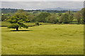 Oak tree in barley field