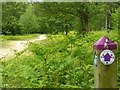 Woodland Trail, Leith Hill Wood