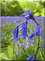 Bluebells (Hyacinthoides non-scripta) at Enys Gardens