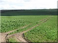 Arable land, Guardbridge