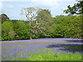 Bluebells at Parc Lye on the Enys estate