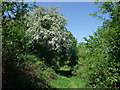 Footpath in deciduous wood near Warden Grange