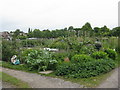 Allotments on Red Lane