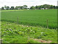 Crops at Lower Stretton