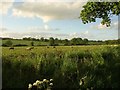 Sheep near Five Crosses