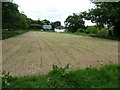 Crop field near Little Burchetts