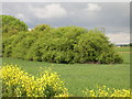 Farmland and woodland near Mattram Hall