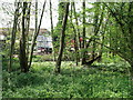 Lorries through the trees, Cackle Street, East Sussex