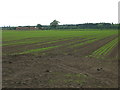 Farmland off Long Lane