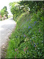 Spring flowers by the roadside at Trenython