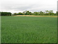 Farmland off Ryther Road