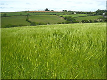 SX0954 : Field of barley at Tywardreath by Rod Allday