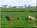 M2171 : Cattle and houses at Knocknadrimna by Oliver Dixon