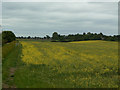 Rape field at Thimble End