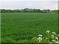 Countryside near Bradpole