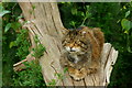 TQ3643 : 'Dougal' at the British Wildlife Centre, Newchapel, Surrey by Peter Trimming
