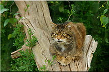 TQ3643 : 'Dougal' at the British Wildlife Centre, Newchapel, Surrey by Peter Trimming