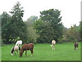 Horses grazing on land between Sidcup Road (A20) and the Little Quaggy