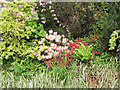 Flowers at Cardwell Garden Centre