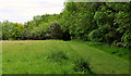 Field and trees, Crawfordsburn Country Park (2)