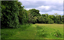 J4782 : Field and trees, Crawfordsburn Country Park (4) by Albert Bridge