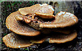 J4681 : Fungus, Crawfordsburn 2011-1 by Albert Bridge