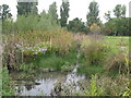 Pond by the Quaggy River at the northwest corner of Chinbrook Meadows (2)