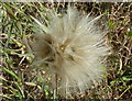 TQ9953 : Goatsbeard seed head (Tragopogon pratensis) by pam fray