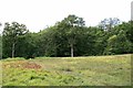 Heathland on Horns Hill