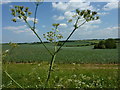 View looking east from Throwley Road