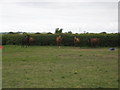 Horse paddock in West Rolstone Road near to The Laurels