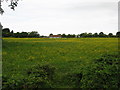 Fertile grazing pasture beside the River Banwell