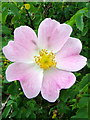 Dog Rose (Rosa canina)