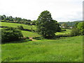 Sheep and horse grazing paddocks on the Sidcot Estate