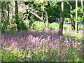 Spring in Chawton Park Wood