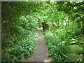 A path to the south of Thorne