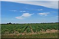 Arable land seen from Posbrook Lane