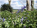 Bluebell - Scilla non-scripta