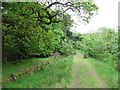 Forest road, Old Sauchie