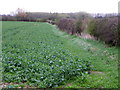 Oilseed rape, Atley Fields