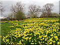 Daffodils in the cemetery, East Cowton