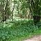 East Suffolk line through Waveney Forest - overgrown trackbed