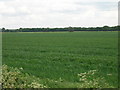 SE6909 : Farmland off Sandtoft Road by JThomas