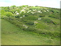 The valley side above Lambsowden Beach