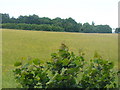 Chalk Grassland, Great Bookham