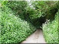 Sunken Lane