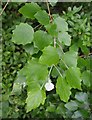 Poplar leaves near Torquay station