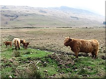 NM6040 : Cattle, Glen Forsa by Richard Webb