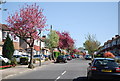 Blossom, Hawkhurst Way